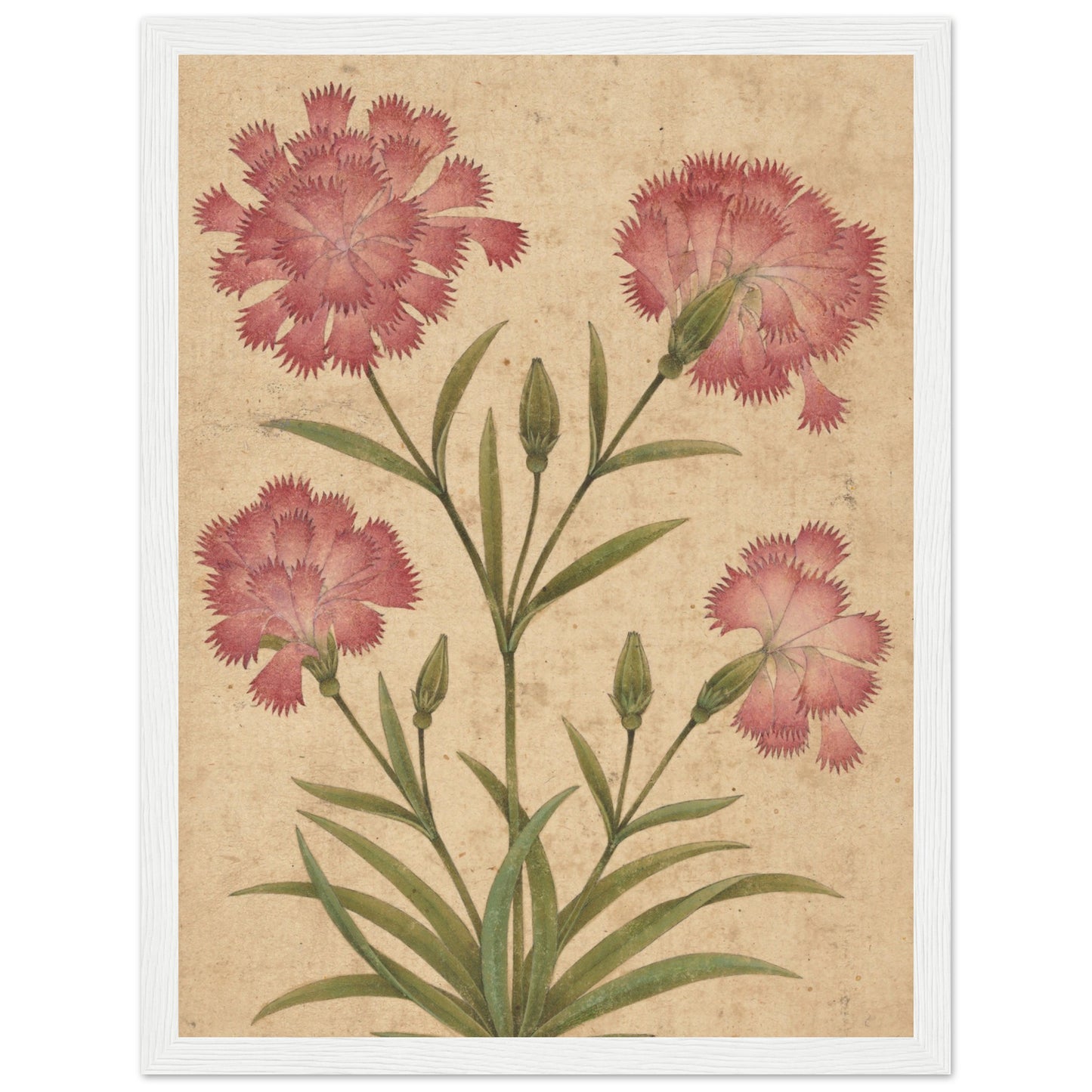 Flower art Flower Art Dianthus art print white wood frame | by Print Room Ltd