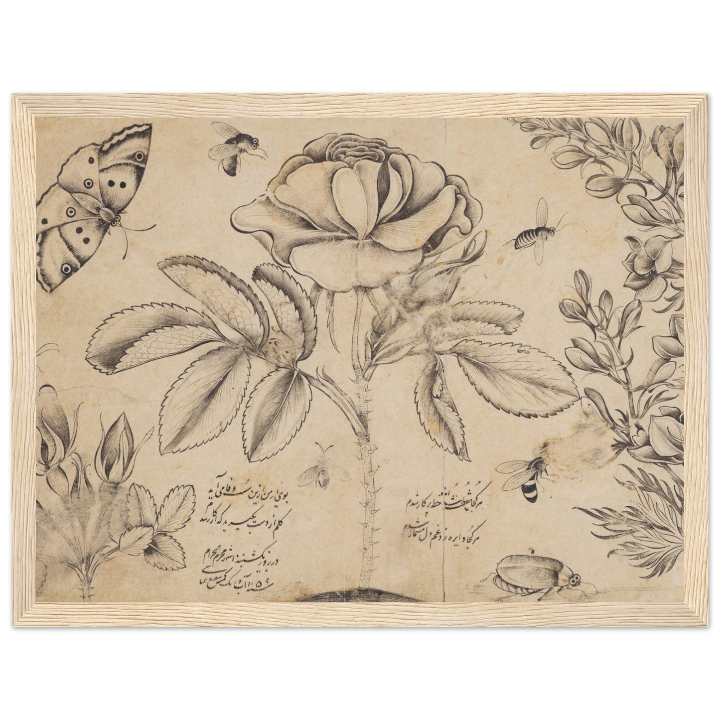 Drawing with Flowers, Butterflies, and Insects artwork print wood frame | By Print Room Ltd