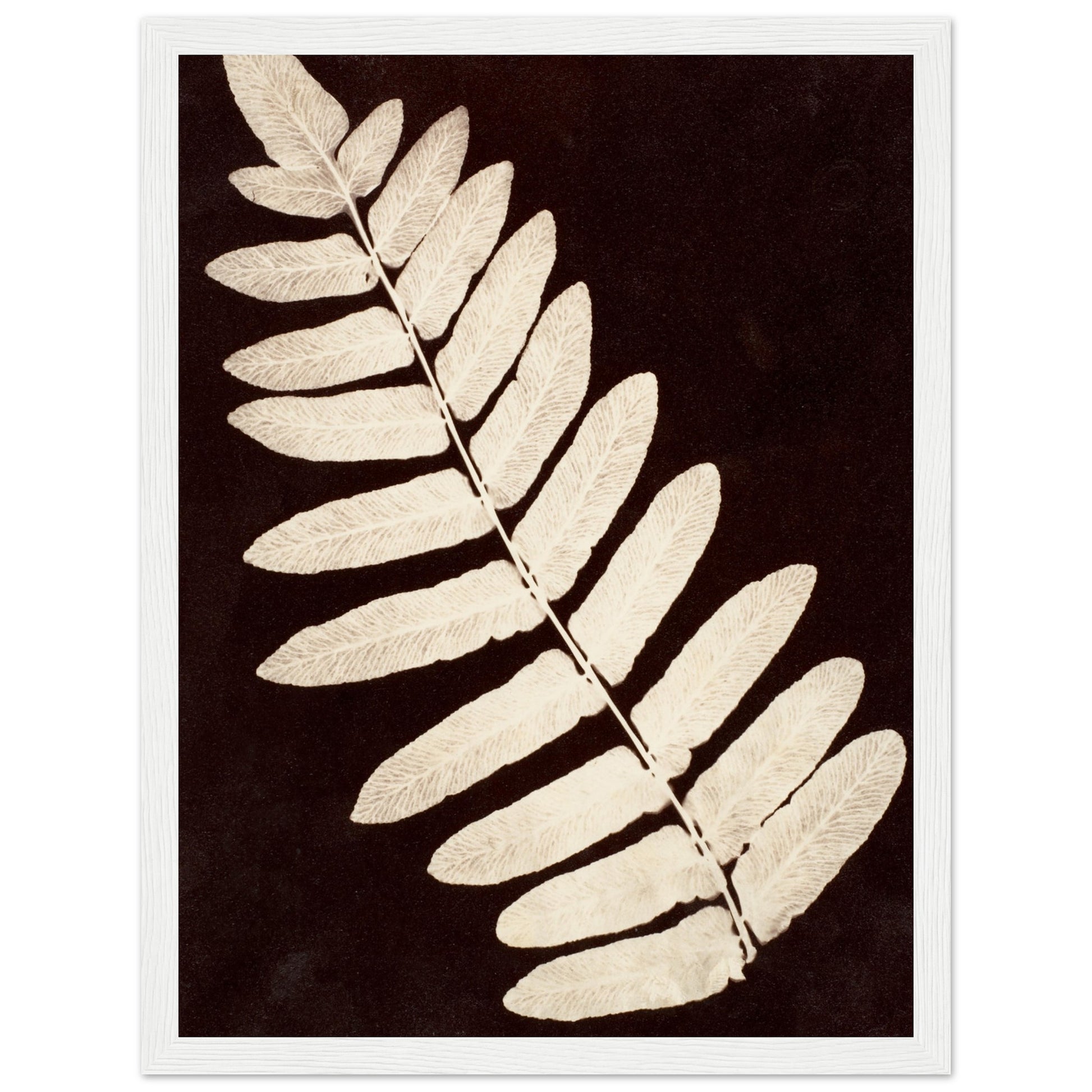 Botanical Fern art print white frame | By Print Room Ltd