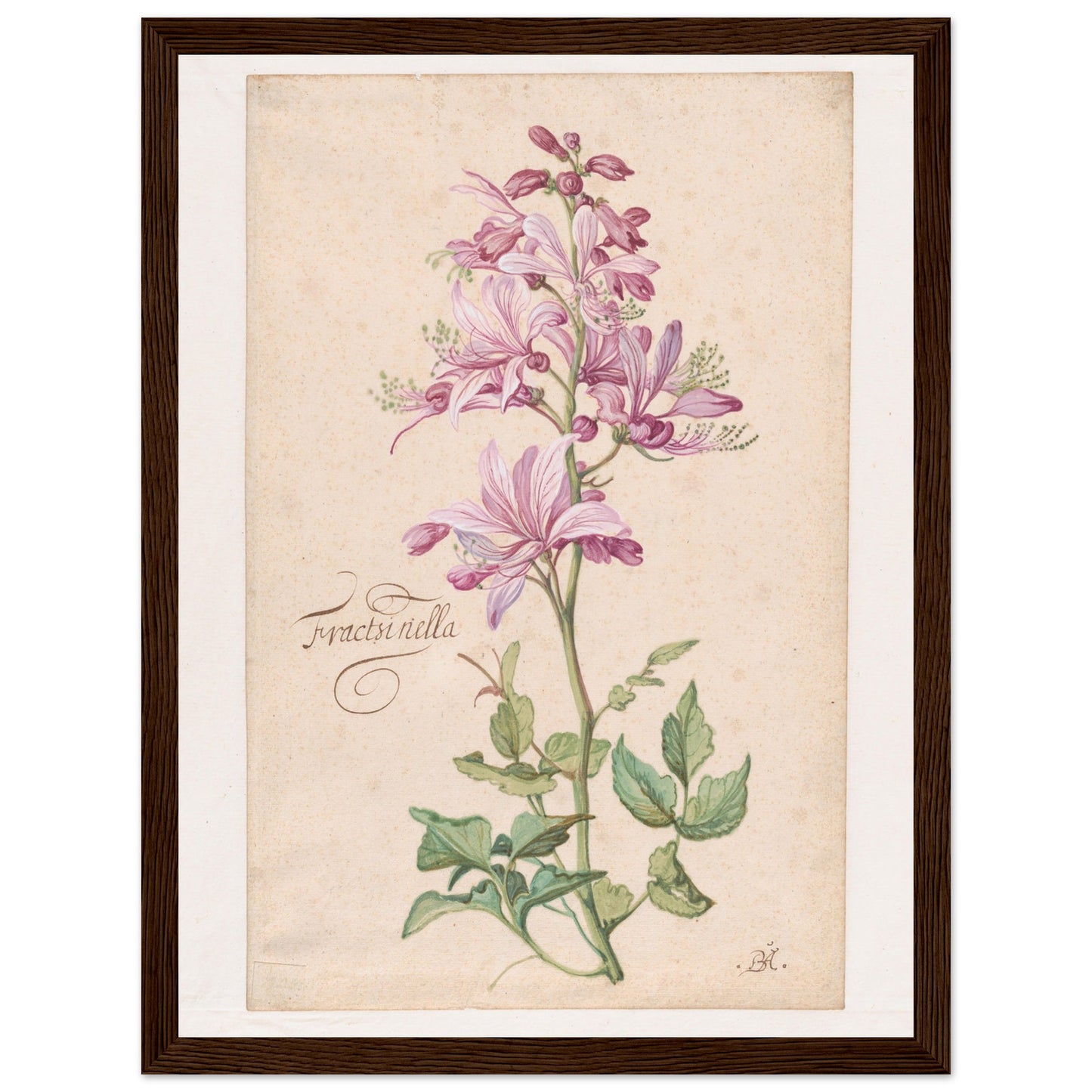 Dictamnus Flower art print in a dark wood frame | By Print Room Ltd