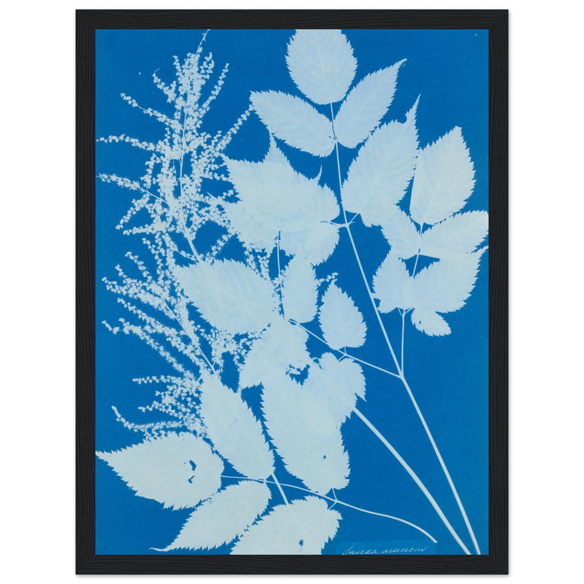 Spiraea aruncus Botanical wall art print Black frame | By Print Room Ltd