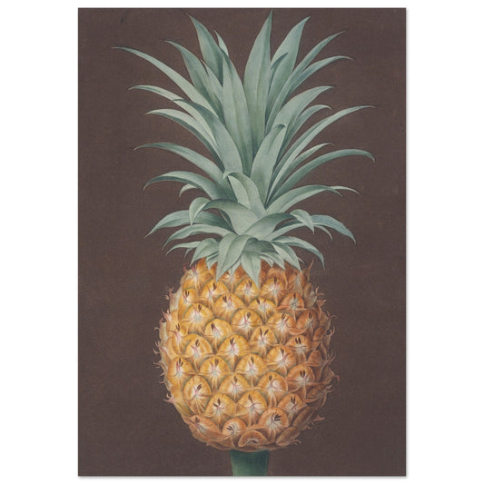 Pineapple Art Print | By Print Room Ltd