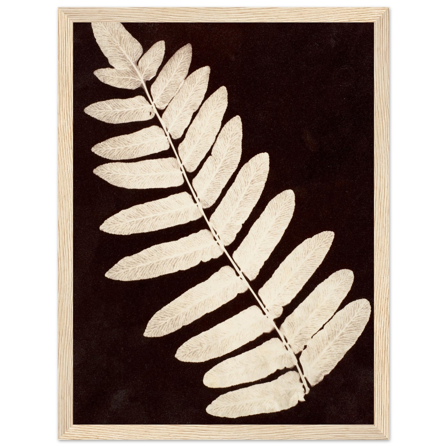 Botanical Fern art print wood frame | By Print Room Ltd