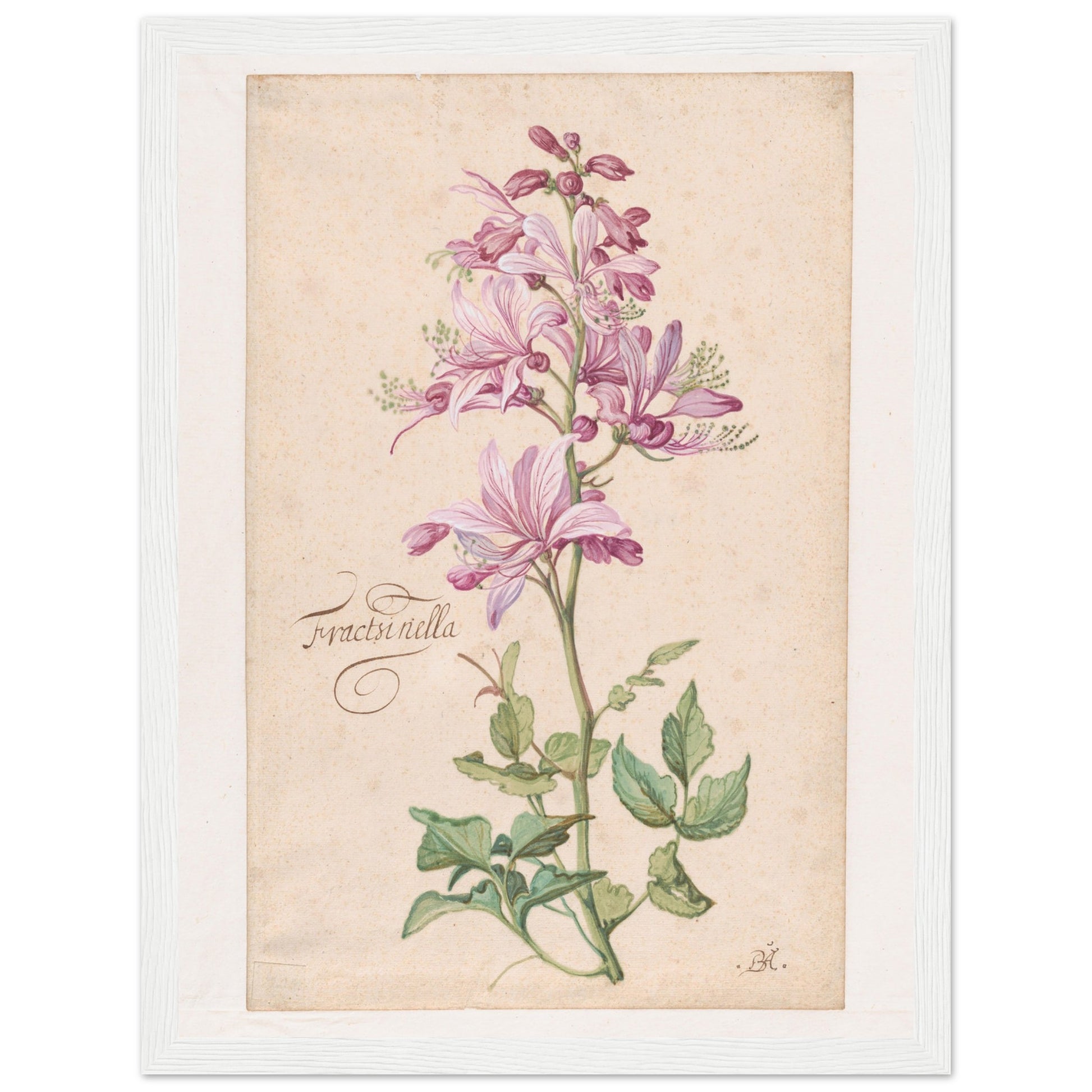 Dictamnus Flower art print in a white frame | By Print Room Ltd