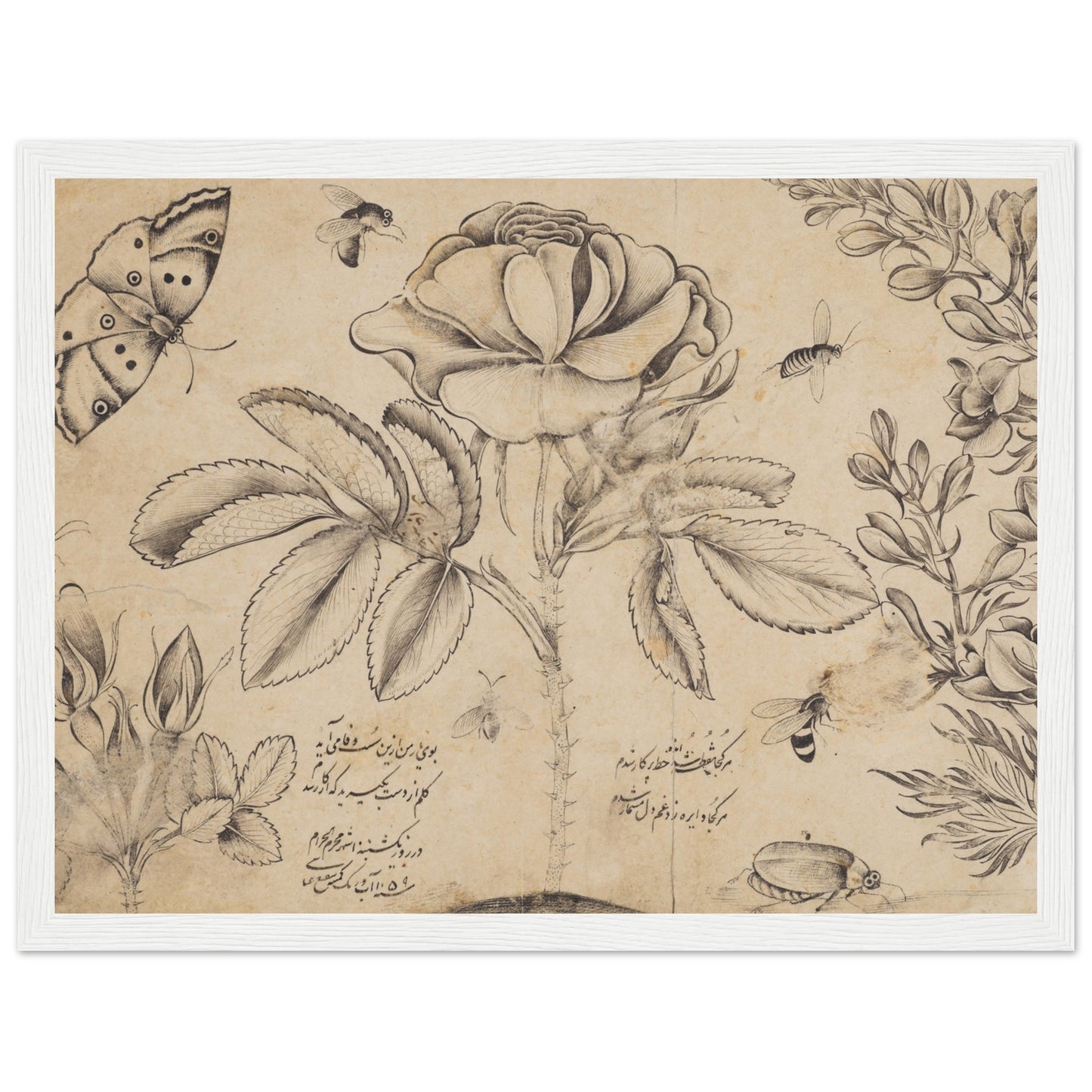 Drawing with Flowers, Butterflies, and Insects artwork print white frame | By Print Room Ltd