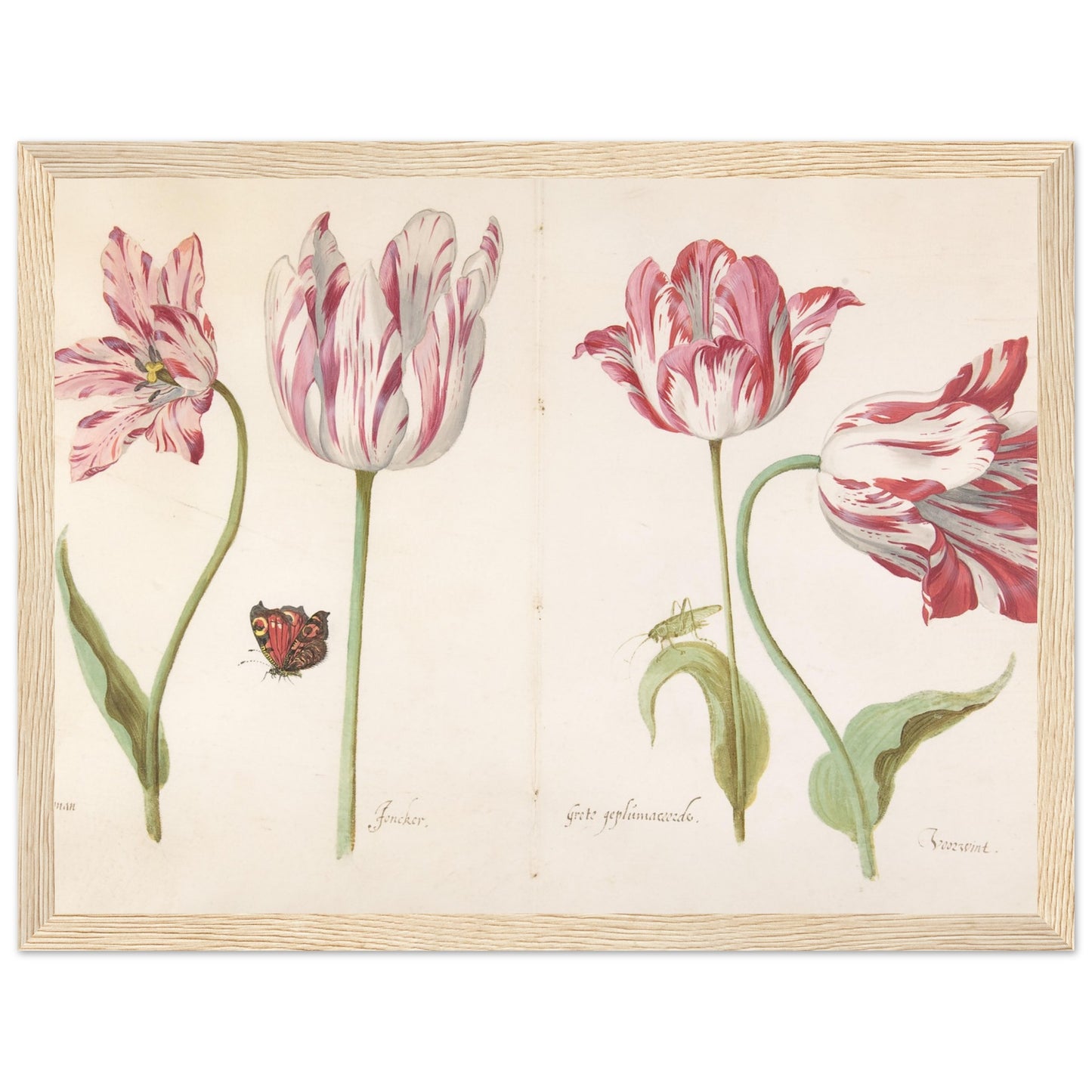 Four Tulips artwork print wood frame | By Print Room Ltd