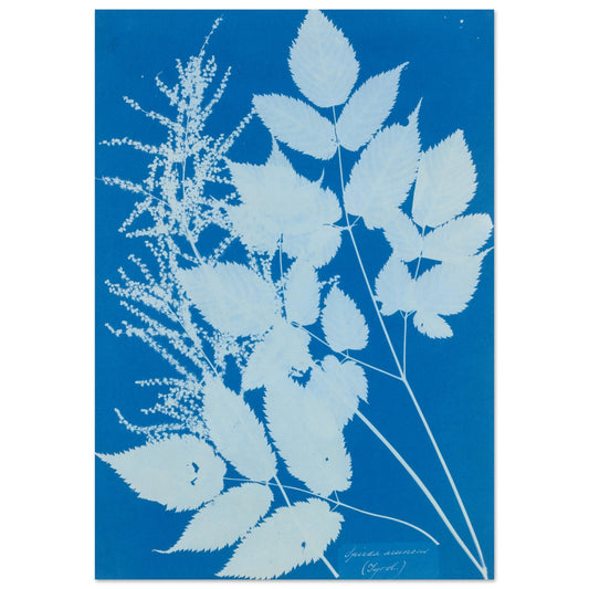 Spiraea aruncus Botanical wall art print | By Print Room Ltd
