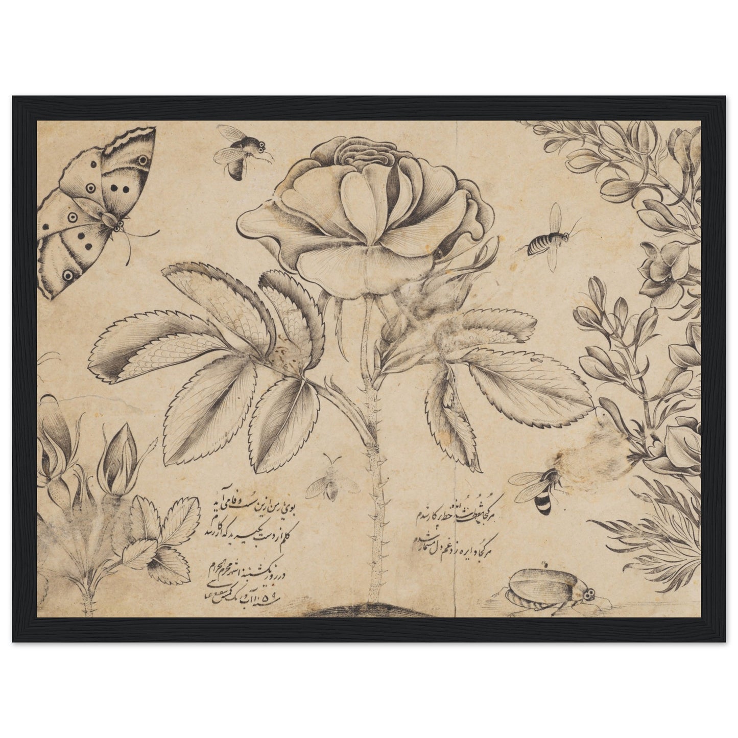 Drawing with Flowers, Butterflies, and Insects artwork print black frame | By Print Room Ltd