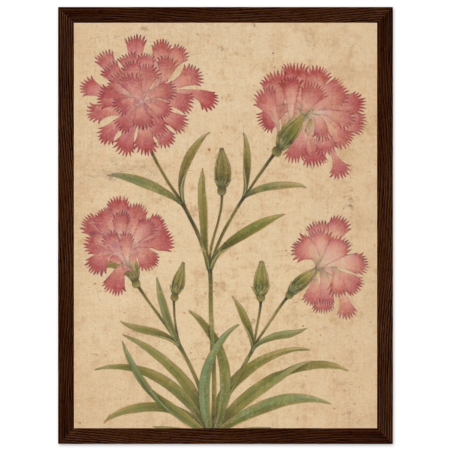 Flower art Flower Art Dianthus art print dark wood frame | by Print Room Ltd