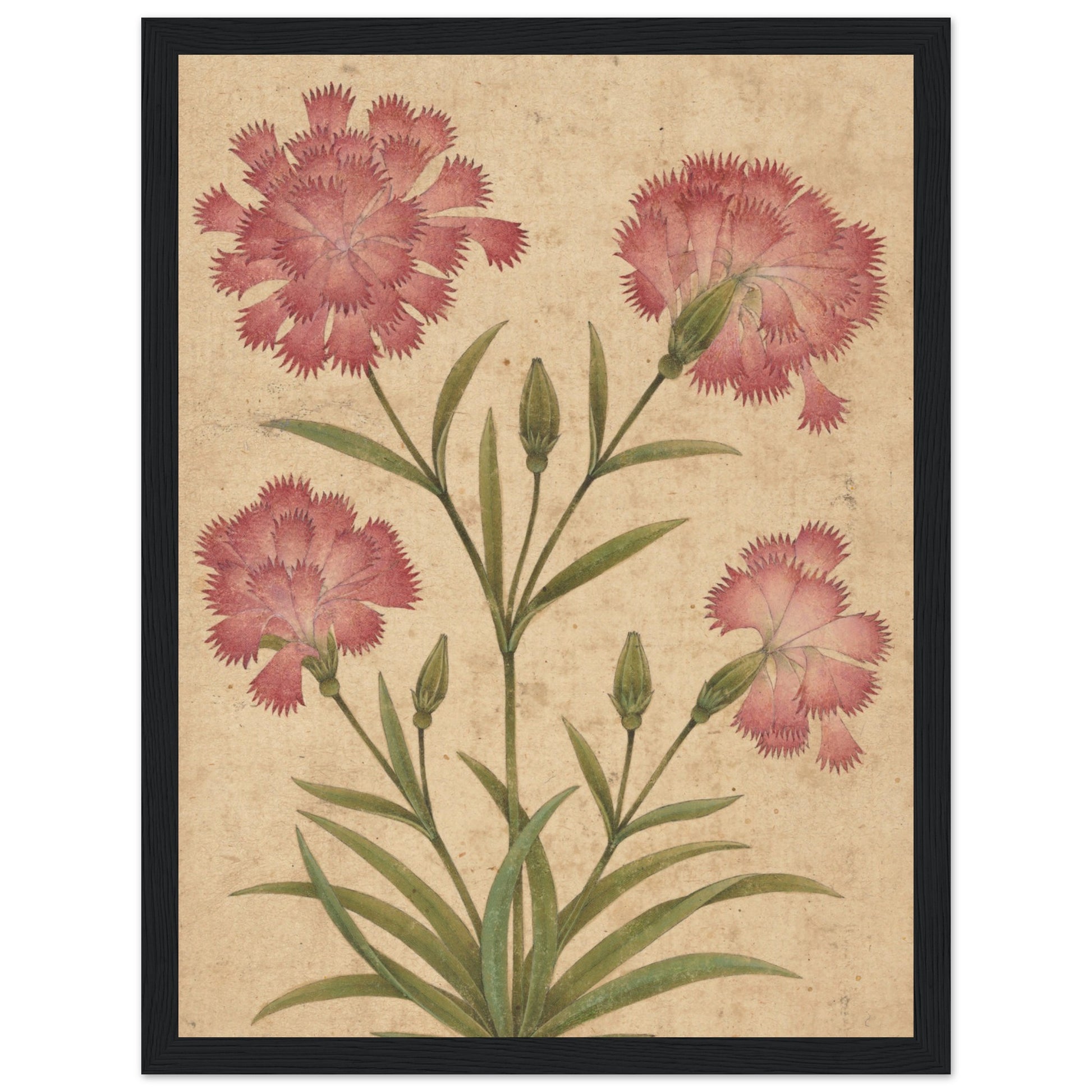 Flower art Flower Art Dianthus art print Black frame | by Print Room Ltd