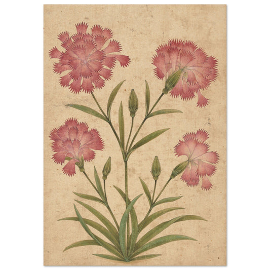 Flower art Dianthus art print | by Print Room Ltd