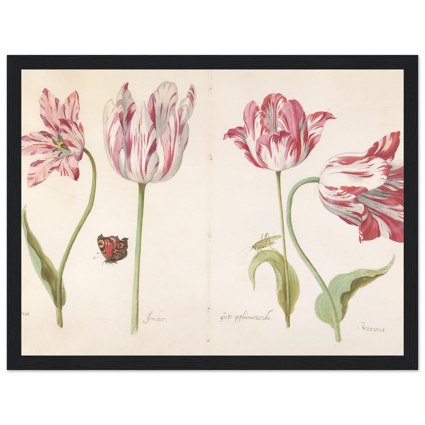 Four Tulips artwork print black frame | By Print Room Ltd