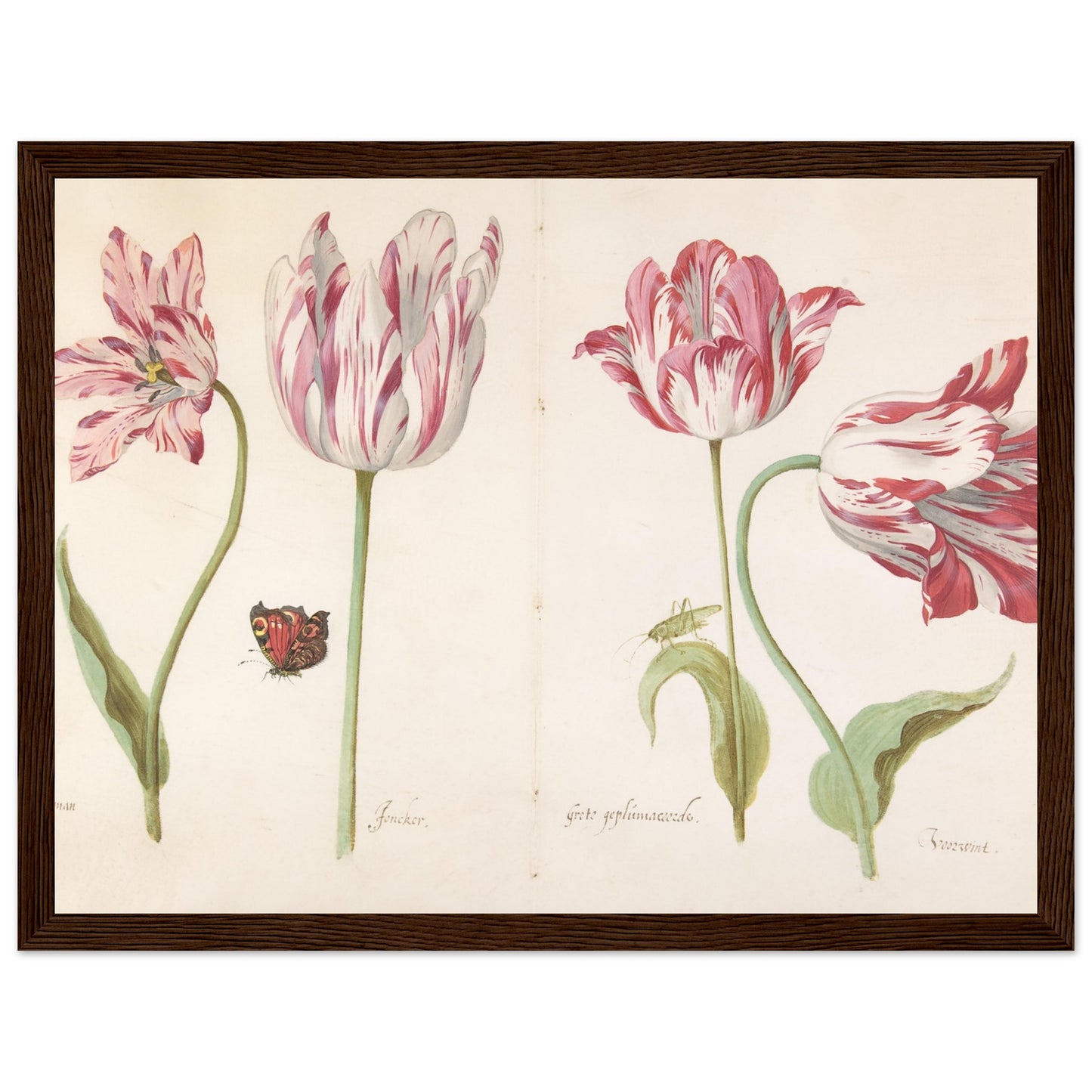 Four Tulips artwork print dark wood frame | By Print Room Ltd