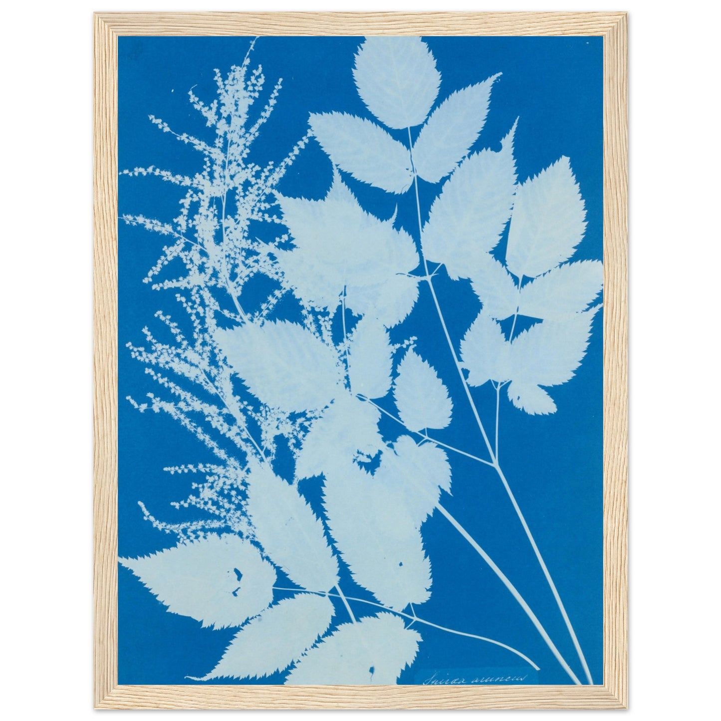 Spiraea aruncus Botanical wall art print wood frame | By Print Room Ltd