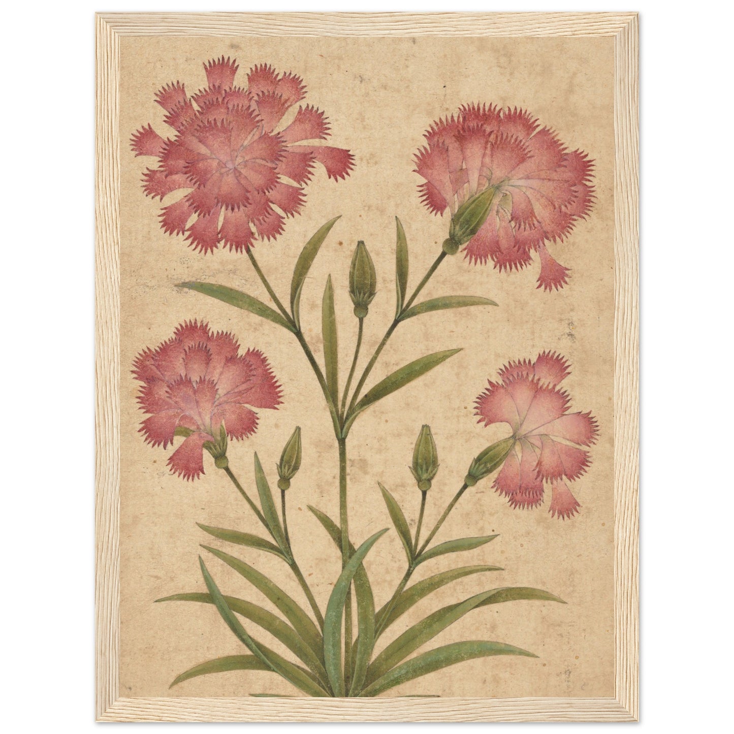 Flower art Flower Art Dianthus art print wood frame | by Print Room Ltd