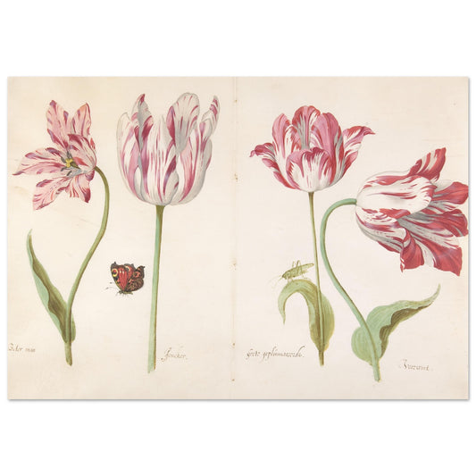 Four Tulips artwork print | By Print Room Ltd