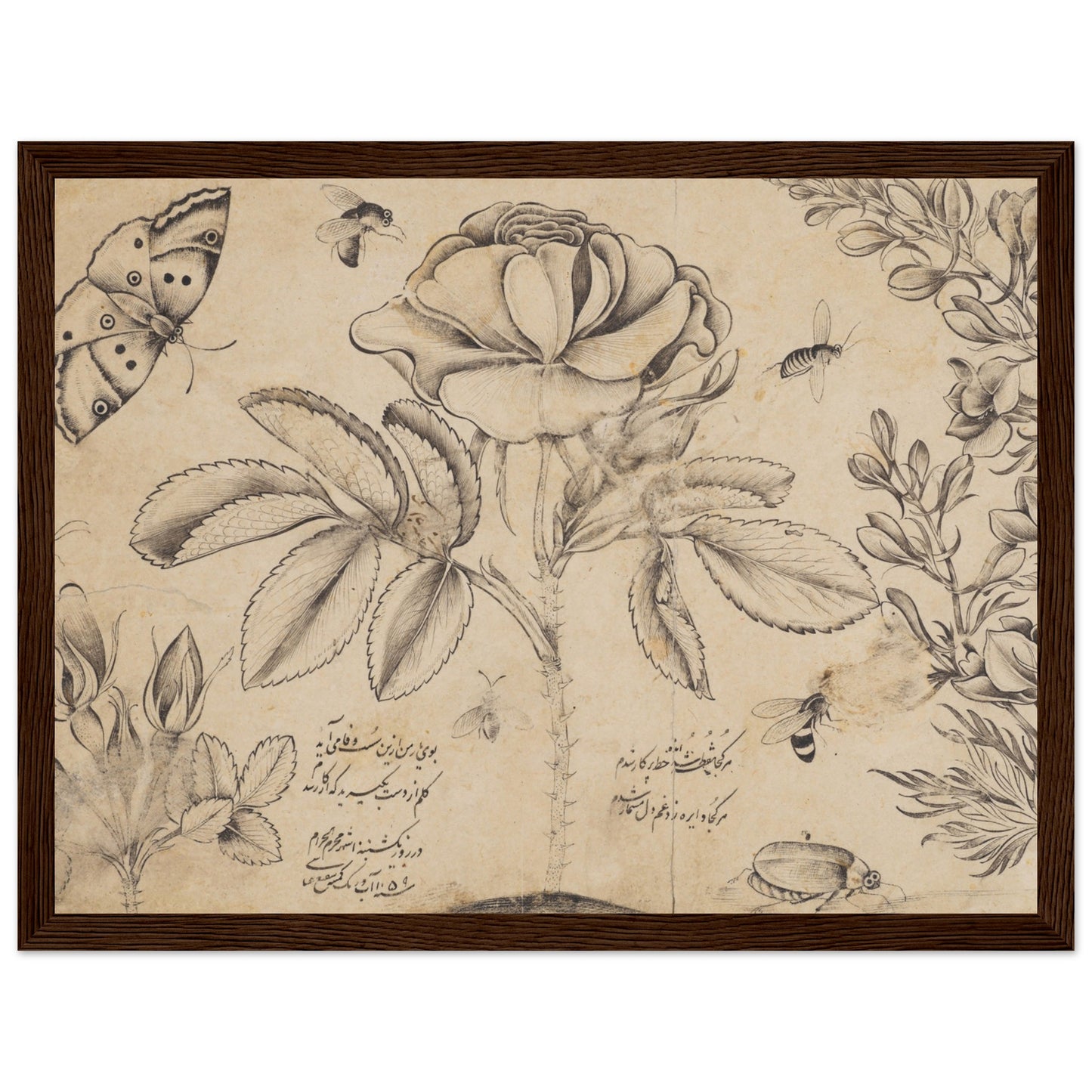 Drawing with Flowers, Butterflies, and Insects artwork print dark wood frame | By Print Room Ltd