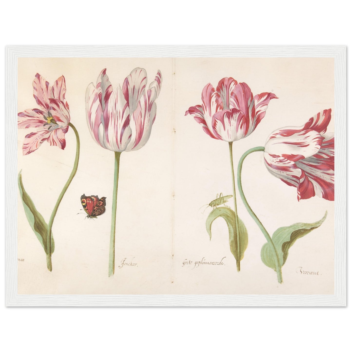 Four Tulips artwork print white frame | By Print Room Ltd