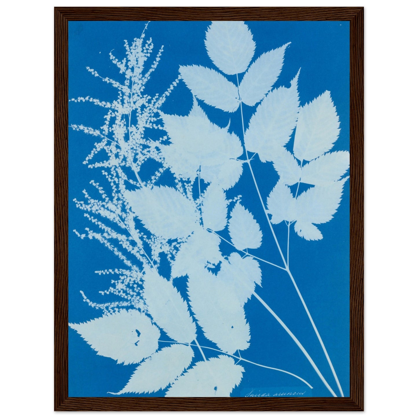 Spiraea aruncus Botanical wall art print dark wood frame | By Print Room Ltd