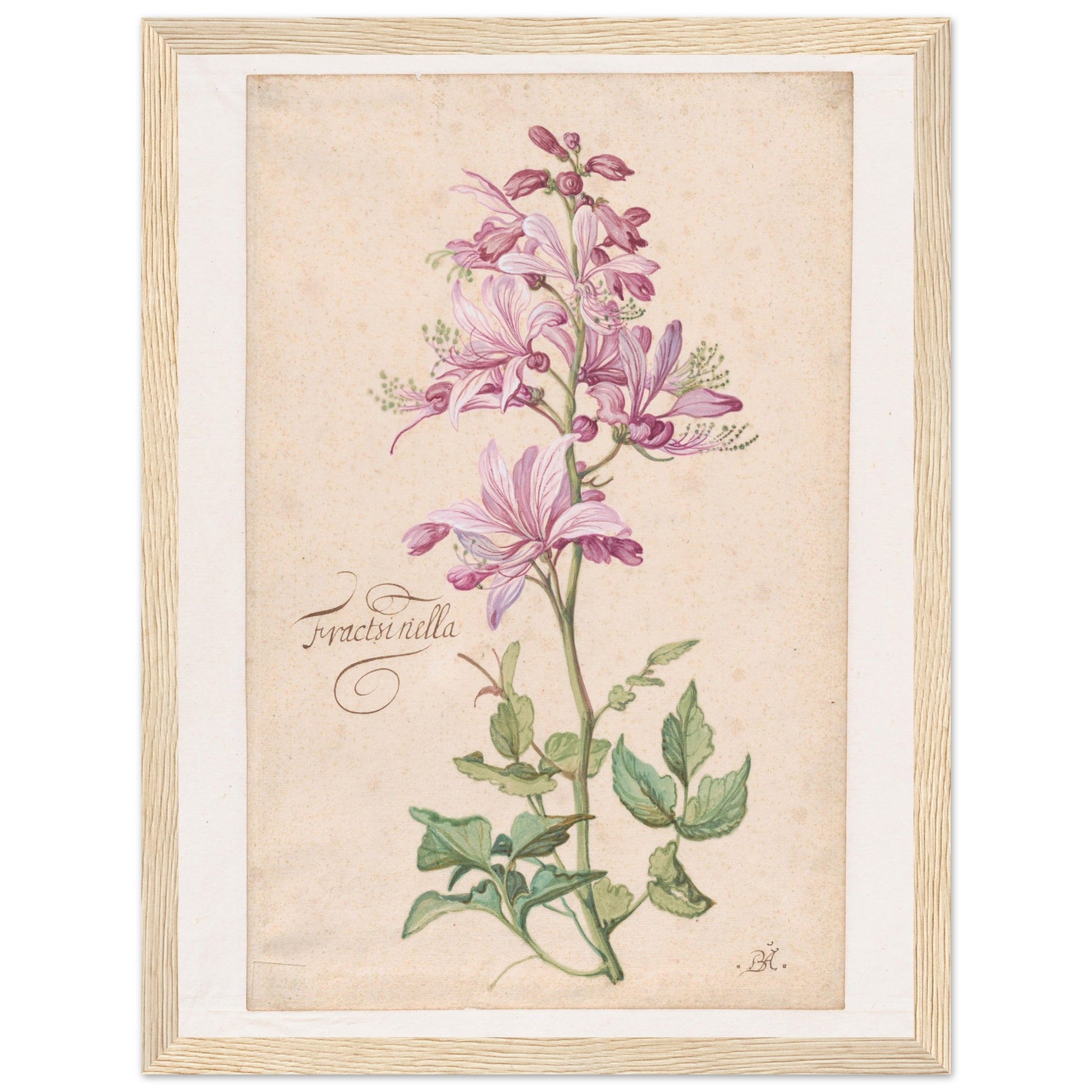 Dictamnus Flower art print in a wood frame | By Print Room Ltd