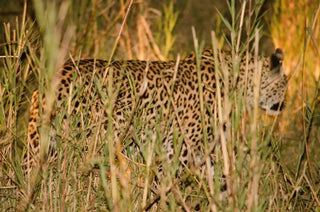 Finding Wild Beauty: Exclusive Art Prints Inspired by Kruger National Park | Print Room Ltd