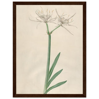 Pancratium wall art print dark wood frame | By Print Room Ltd