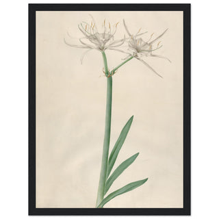 Pancratium wall art print black frame | By Print Room Ltd