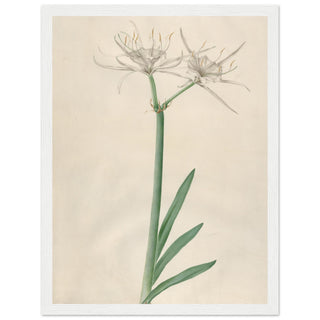 Pancratium wall art print white frame | By Print Room Ltd