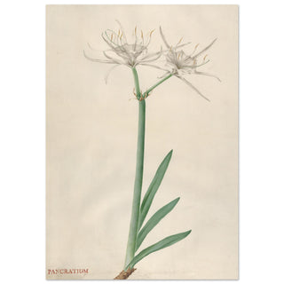 Pancratium wall art print | By Print Room Ltd