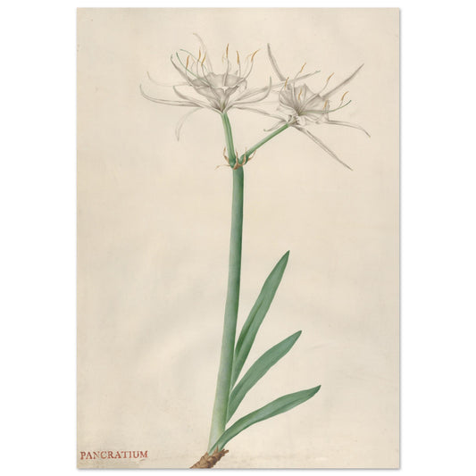 Pancratium wall art print | By Print Room Ltd