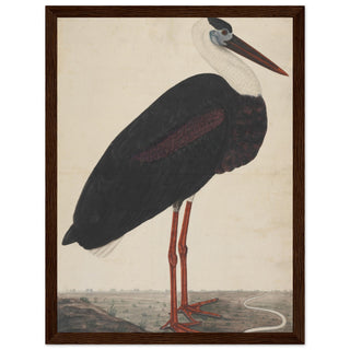 Stork artwork print dark wood frame | by Print Room Ltd