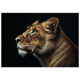 Lioness in Profile 