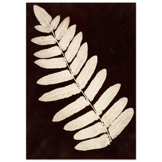 Botanical Fern art print | By Print Room Ltd