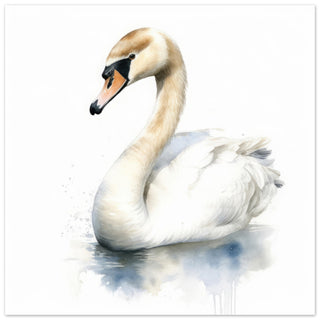 Mute Swan Print - Print Room Ltd No Frame Selected 70x70 cm / 28x28"