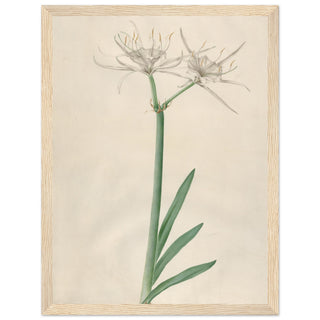 Pancratium wall art print wood frame | By Print Room Ltd